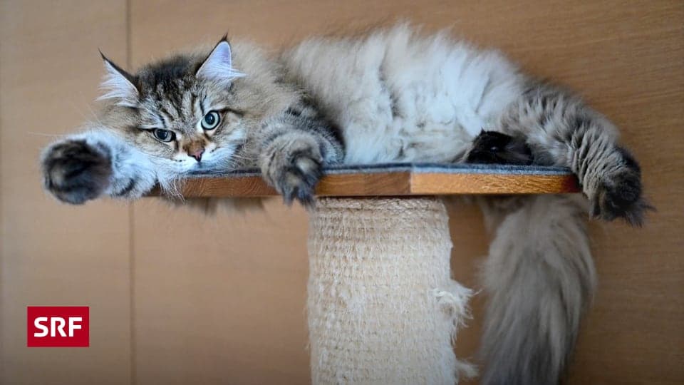 Haustierhaltung in Mietwohnungen: Rechte und Pflichten