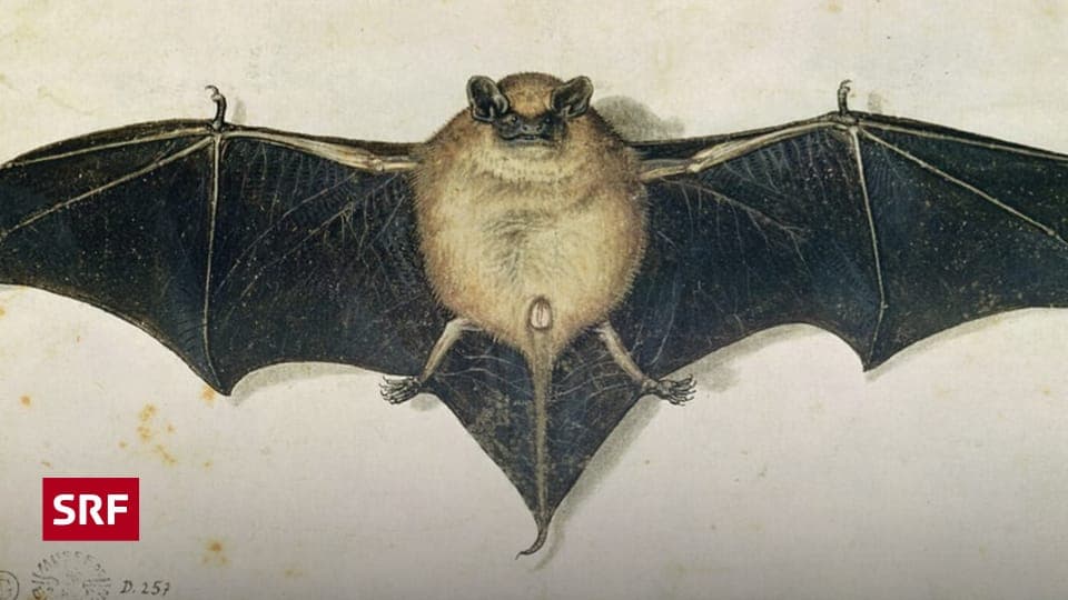 Fledermäuse: Vom Vampirmythos zur Naturschutz-Ikone