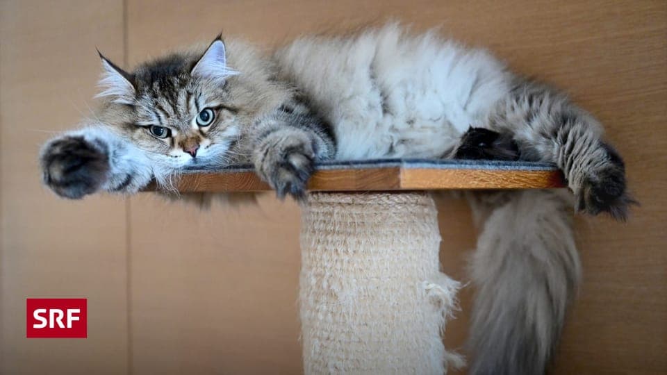 Mietrecht und Tierhaltung: Was Schweizer Mieter wissen müssen