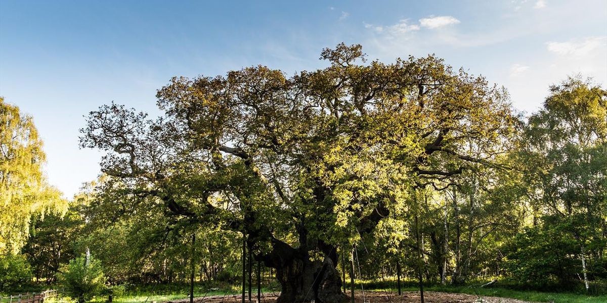 Major Oak tot: Englands berühmteste Eiche stirbt