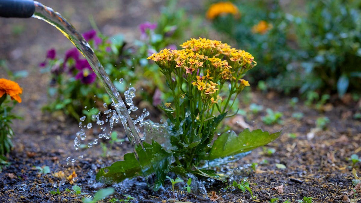 Sommerhitze und Trockenheit: Wann und wie oft Sie Ihre Pflanzen giessen sollten