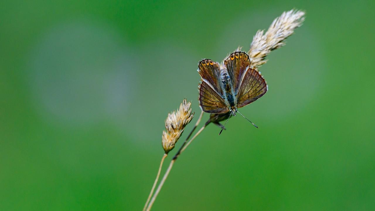 KI revolutioniert Schweizer Artenforschung und Biodiversität