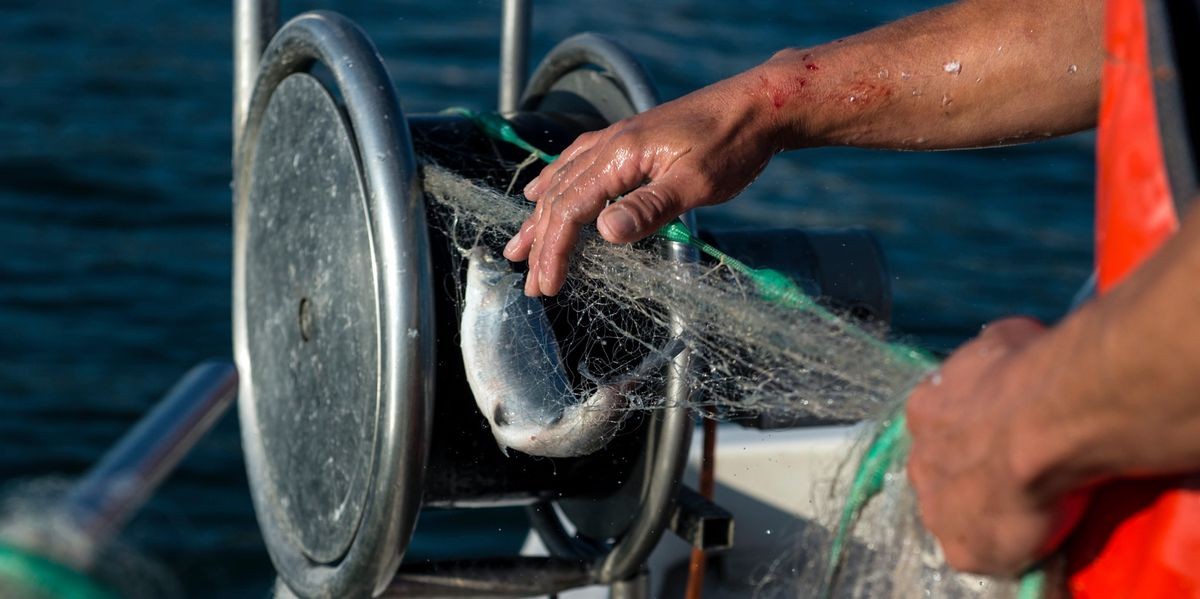 Zürichsee 2025: Fischfang sinkt, Fischotter kehrt zurück